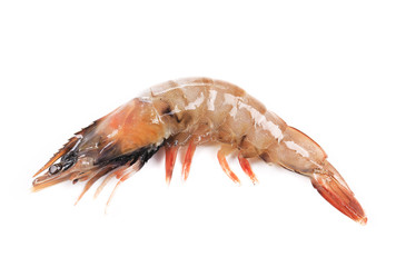 Close up of fresh shrimp.