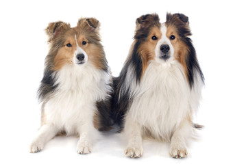 shetland dogs