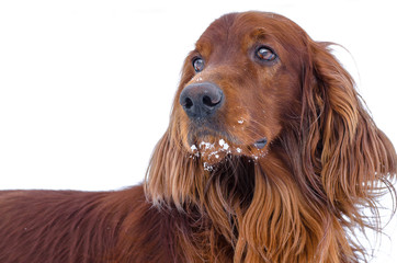 Dog on a white background.