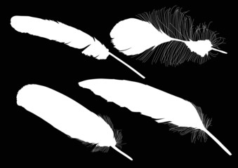 four white feathers on black background