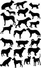 twenty two black isolated on white dogs