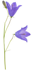 Obraz na płótnie Canvas two blue campanula flowers and bud