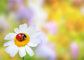 Ladybug on daisy flower