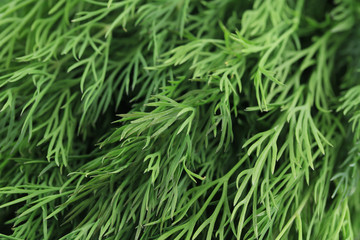 Background of fresh dill