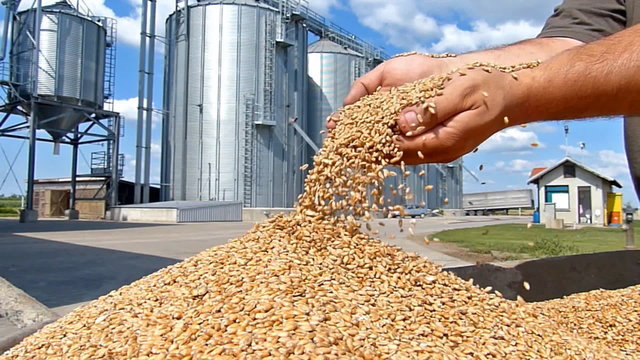 Wheat grain of successful farmer