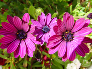 Obraz premium fleur flore