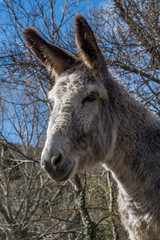 Portrait d'âne