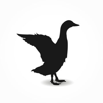 Form contour goose, duck, drake poster
