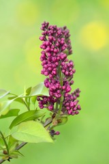 Fliederknospen / lilac buds