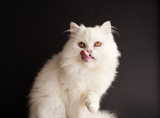 Fototapeta premium Cat licking its mouth