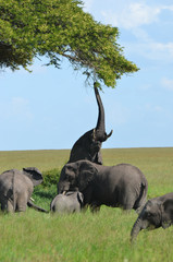 Naklejka premium éléphant acrobate