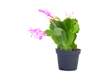 Zigocactus in black pot