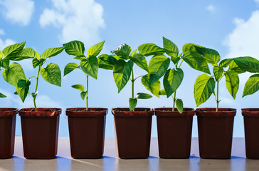Pepper seedlings in pots