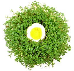 watercress with egg