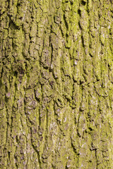 Mossy bark background