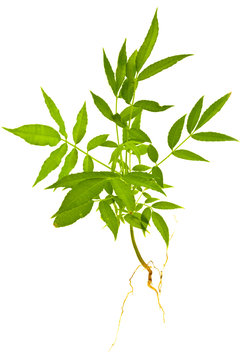 plant de pomme Cyth&egrave;re