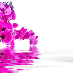 floral background with orchids open reflection in water