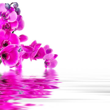 Fototapeta floral background with orchids open reflection in water