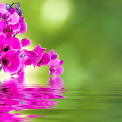 floral background with orchids open reflection in water