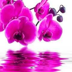 Fleur d& 39 orchidée en gros plan avec reflet dans l& 39 eau