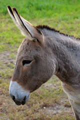 Close up of a buckskin color donkey at a local farm.