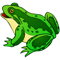 Illustration of a frog on a white background