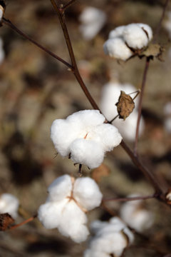 Close up of Cotton Boll on the Plant
