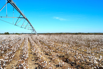 Landscape Pivot over Cotton Field Ready to Harvest