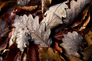 Autumn leaves - close up