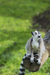 lemur monkey © Andrea Izzotti