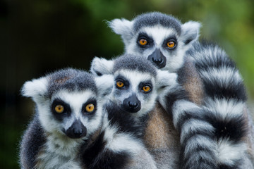 lemur monkey while looking at you - obrazy, fototapety, plakaty