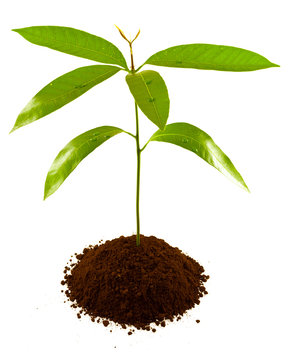 plant de manguier