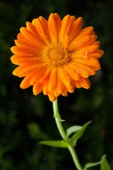 Ringelblume / calendula