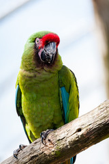 Perroquet ara militaire
