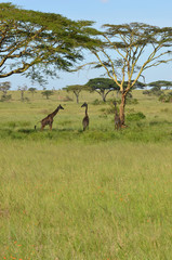du vert pour les girafes