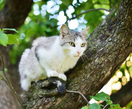Cat sitting on a tree.