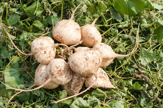 jicama