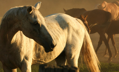 White Horse