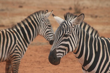 Fototapeta na wymiar zebres du kenya