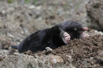 Europ&auml;ischer Maulwurf / mole