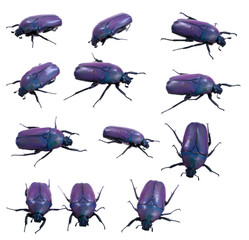 Robaczki © fotodrobik