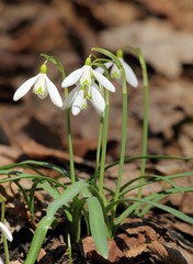 Snowdrops