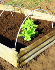 plantation de salades dans un carré potager