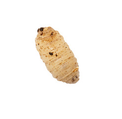 maggot on a white background