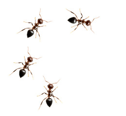 Obraz premium military detachment of ants on a white background. macro