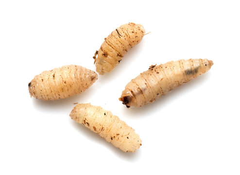 maggot on a white background