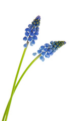 Blue grape hyacinths