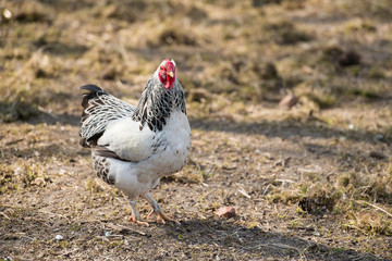 White chicken