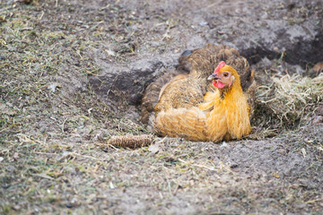 Chicken taking a dust bath