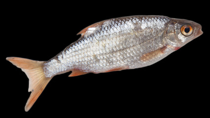 fish on black background